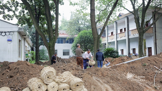 官方对战平台临江棚改项目树木移栽